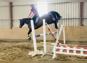 Irlandzki koń sportowy, Klacz, 6 lat, 158 cm, Jasnogniada