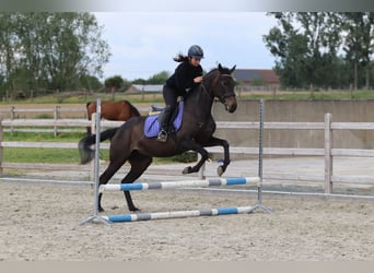 Irlandzki koń sportowy, Klacz, 6 lat, 158 cm, Kara