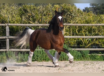 Irlandzki koń sportowy Mix, Klacz, 6 lat, 158 cm, Srokata