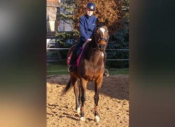 Irlandzki koń sportowy, Klacz, 6 lat, 160 cm, Ciemnogniada