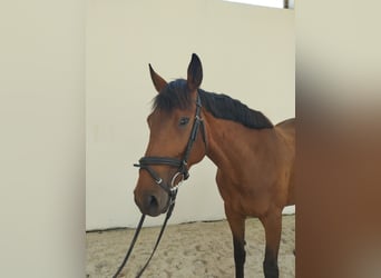 Irlandzki koń sportowy, Klacz, 6 lat, 160 cm, Gniada