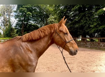 Irlandzki koń sportowy, Klacz, 6 lat, 160 cm, Kasztanowata