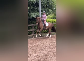 Irlandzki koń sportowy, Klacz, 6 lat, 162 cm, Ciemnokasztanowata