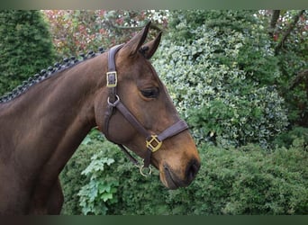 Irlandzki koń sportowy, Klacz, 6 lat, 163 cm, Gniada