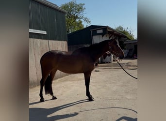 Irlandzki koń sportowy, Klacz, 6 lat, 163 cm, Gniada