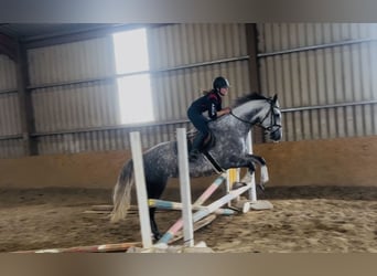 Irlandzki koń sportowy, Klacz, 6 lat, 163 cm, Siwa jabłkowita
