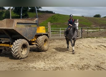 Irlandzki koń sportowy, Klacz, 6 lat, 163 cm, Siwa jabłkowita
