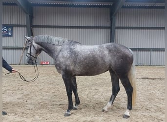 Irlandzki koń sportowy, Klacz, 6 lat, 163 cm, Siwa jabłkowita