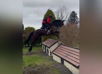 Irlandzki koń sportowy, Klacz, 6 lat, 164 cm, Gniada