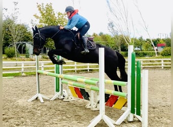Irlandzki koń sportowy, Klacz, 6 lat, 165 cm, Kara