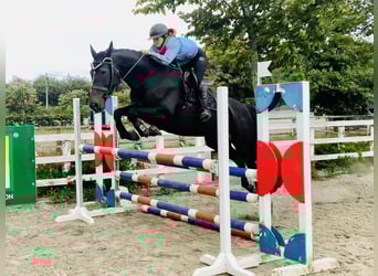 Irlandzki koń sportowy, Klacz, 6 lat, 165 cm, Kara