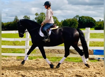 Irlandzki koń sportowy, Klacz, 6 lat, 165 cm, Kara
