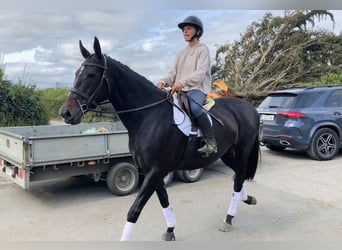 Irlandzki koń sportowy, Klacz, 6 lat, 165 cm, Kara