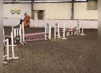 Irlandzki koń sportowy, Klacz, 6 lat, 168 cm, Ciemnokasztanowata