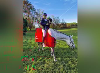 Irlandzki koń sportowy, Klacz, 7 lat, 147 cm, Siwa