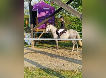 Irlandzki koń sportowy, Klacz, 7 lat, 147 cm, Siwa