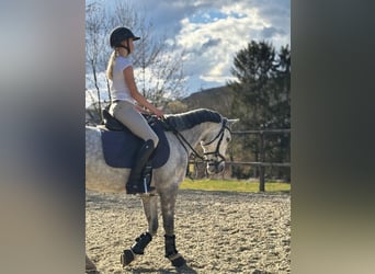 Irlandzki koń sportowy, Klacz, 7 lat, 147 cm, Siwa
