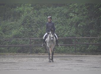 Irlandzki koń sportowy, Klacz, 7 lat, 147 cm, Siwa
