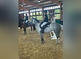 Irlandzki koń sportowy, Klacz, 7 lat, 147 cm, Siwa