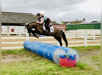 Irlandzki koń sportowy, Klacz, 7 lat, 148 cm, Gniada