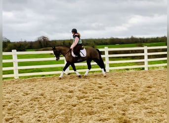 Irlandzki koń sportowy, Klacz, 7 lat, 148 cm, Gniada