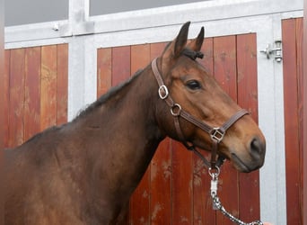 Irlandzki koń sportowy, Klacz, 7 lat, 155 cm