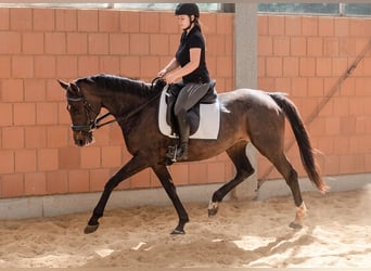 Irlandzki koń sportowy, Klacz, 7 lat, 160 cm, Ciemnogniada