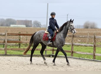 Irlandzki koń sportowy, Klacz, 7 lat, 162 cm, Stalowosiwy