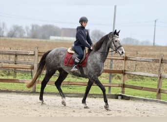 Irlandzki koń sportowy, Klacz, 7 lat, 162 cm, Stalowosiwy