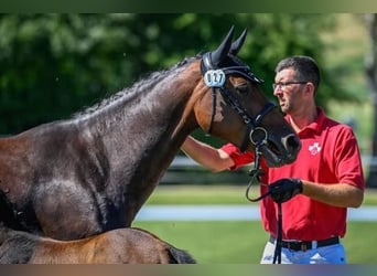 Irlandzki koń sportowy, Klacz, 7 lat, 165 cm, Ciemnogniada