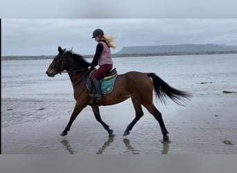 Irlandzki koń sportowy, Klacz, 7 lat, 165 cm, Gniada