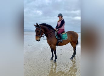 Irlandzki koń sportowy, Klacz, 7 lat, 165 cm, Gniada