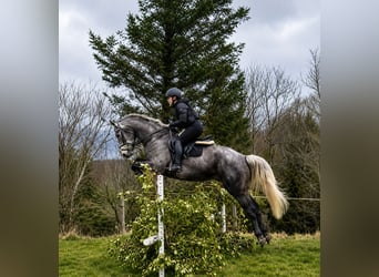 Irlandzki koń sportowy, Klacz, 7 lat, 167 cm, Siwa jabłkowita