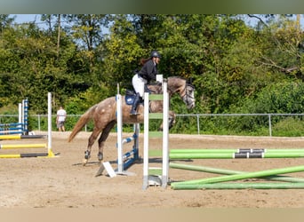 Irlandzki koń sportowy, Klacz, 7 lat, 167 cm, Siwa