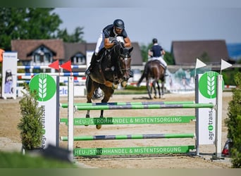 Irlandzki koń sportowy, Klacz, 7 lat, 172 cm, Ciemnogniada