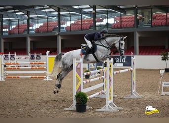 Irlandzki koń sportowy, Klacz, 7 lat, 175 cm, Siwa