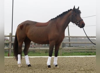Irlandzki koń sportowy, Klacz, 8 lat, 144 cm, Gniada