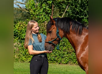 Irlandzki koń sportowy, Klacz, 8 lat, 144 cm, Gniada