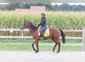 Irlandzki koń sportowy, Klacz, 8 lat, 160 cm, Gniada