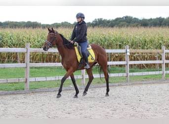 Irlandzki koń sportowy, Klacz, 8 lat, 160 cm, Gniada