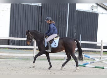 Irlandzki koń sportowy, Klacz, 8 lat, 162 cm, Gniada
