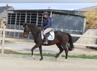 Irlandzki koń sportowy, Klacz, 8 lat, 162 cm, Gniada