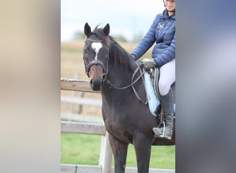 Irlandzki koń sportowy, Klacz, 8 lat, 162 cm, Gniada