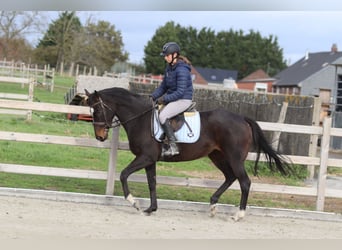 Irlandzki koń sportowy, Klacz, 8 lat, 162 cm, Gniada