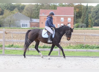 Irlandzki koń sportowy, Klacz, 8 lat, 162 cm, Gniada