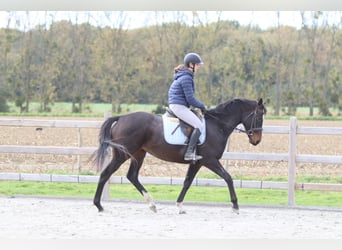Irlandzki koń sportowy, Klacz, 8 lat, 162 cm, Gniada