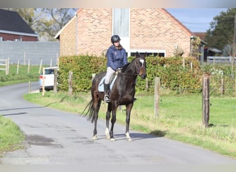 Irlandzki koń sportowy, Klacz, 8 lat, 162 cm, Gniada