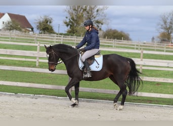 Irlandzki koń sportowy, Klacz, 8 lat, 162 cm, Gniada