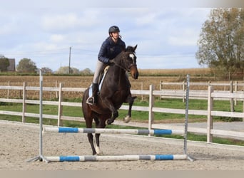 Irlandzki koń sportowy, Klacz, 8 lat, 162 cm, Gniada