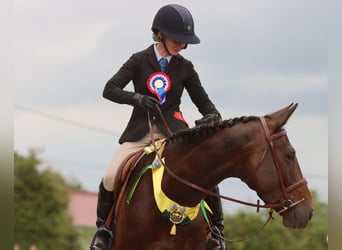 Irlandzki koń sportowy, Klacz, 8 lat, 163 cm, Ciemnogniada